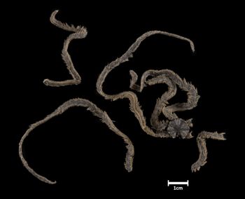 Media type: image;   Invertebrate Zoology OPH-2399 Description: Top of brittle star with a view of the disc.;  Aspect: dorsal
